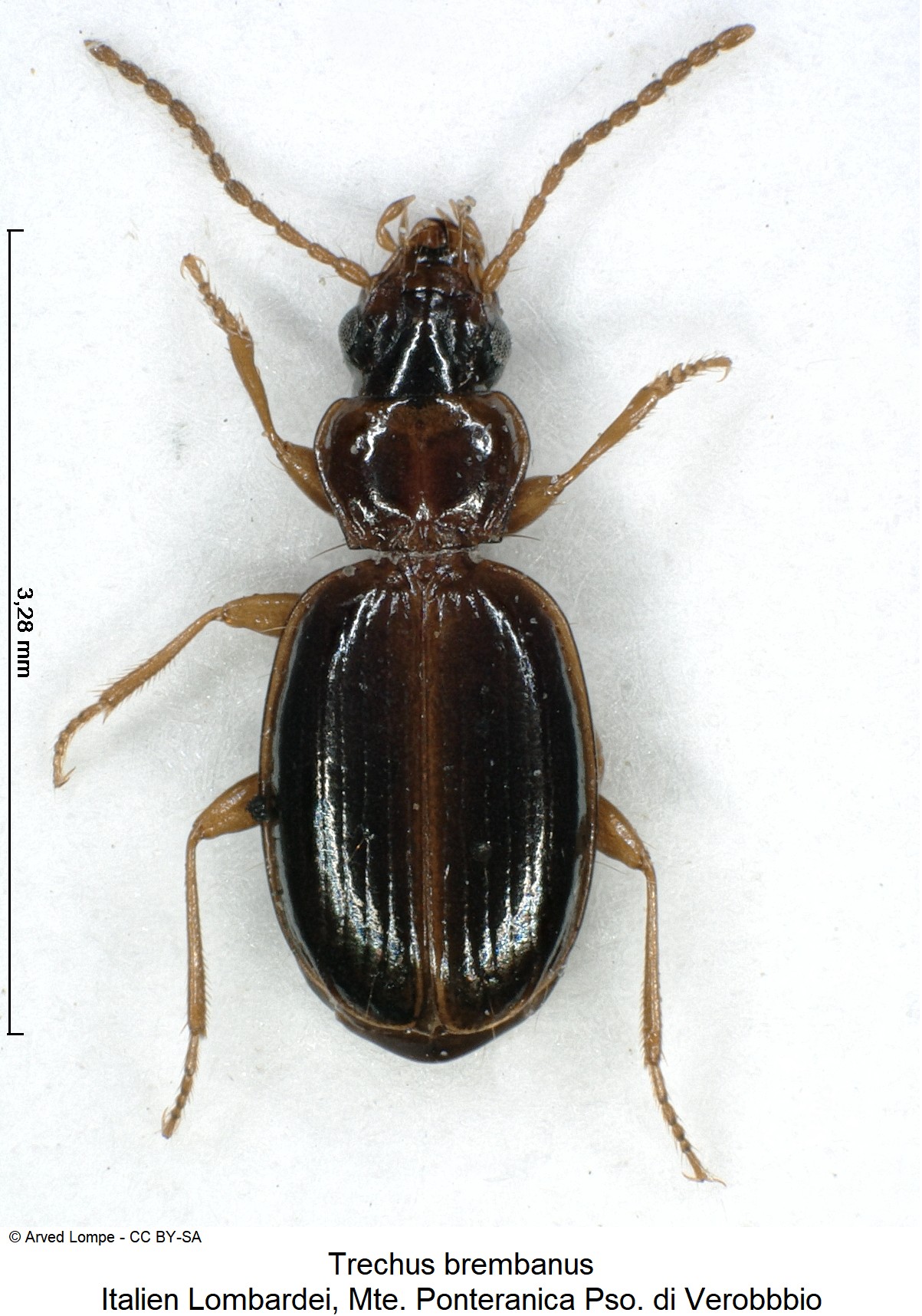trechus_brembanus_ck34003120_hab.jpg