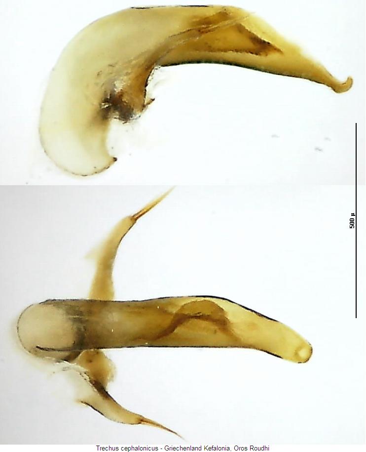 trechus_cephalonicus.jpg