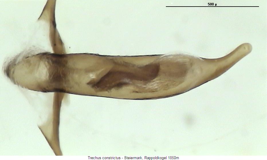 trechus_constrictus_aufs.jpg