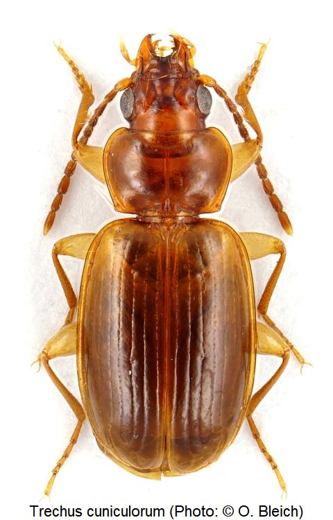 trechus_cuniculorum_hab.jpg