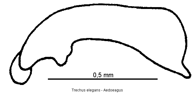 trechus_elegans.gif