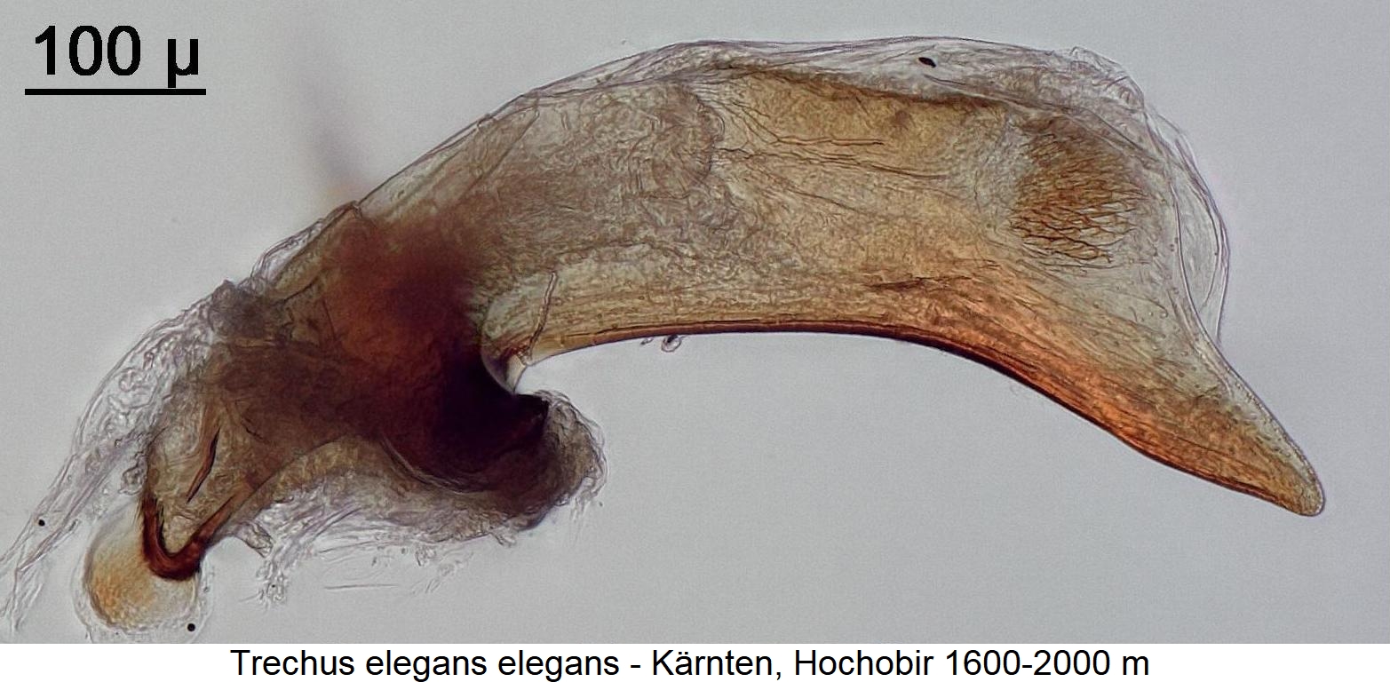 trechus_elegans1.jpg