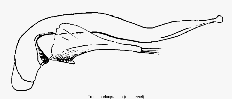 trechus_elongatulus.gif