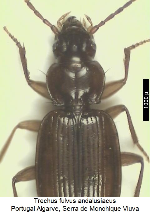 trechus_fulvus_hab.jpg