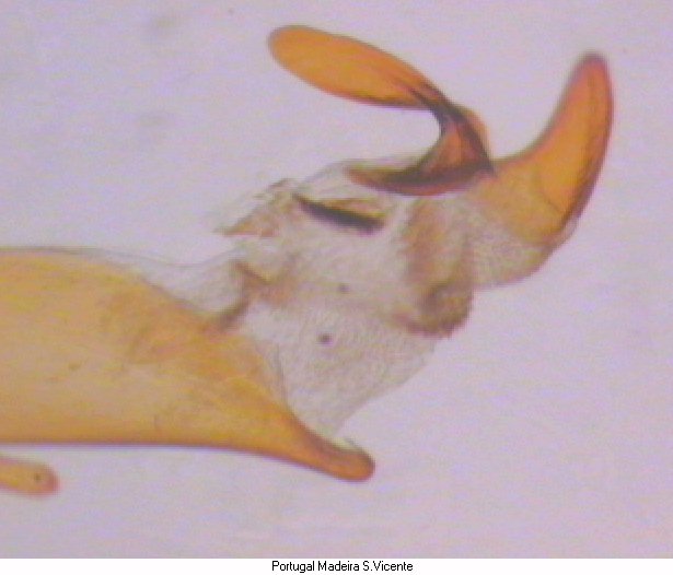 trechus_fulvus_madeira.jpg