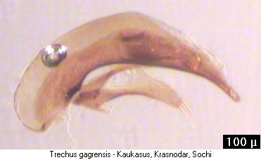 trechus_gagrensis.jpg