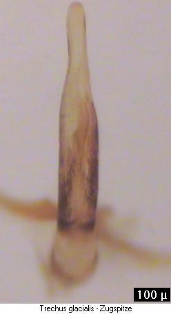 trechus_glacialis_aufs.jpg