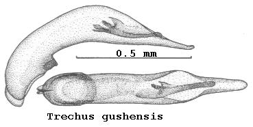 trechus_gushensis.jpg