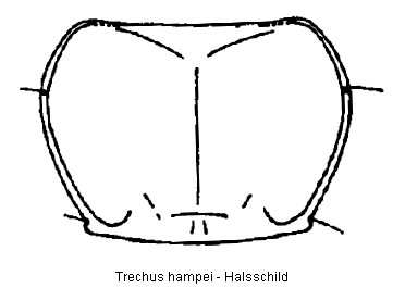 trechus_hampei_hsch.gif
