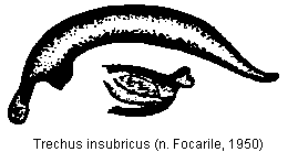 trechus_insubricus_.gif