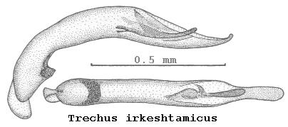 trechus_irkeshtamicus.jpg