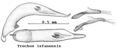 trechus_isfanensis.jpg