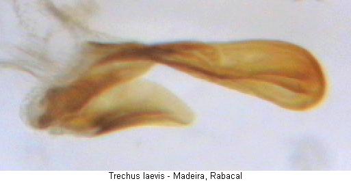 trechus_laevis_pc.jpg