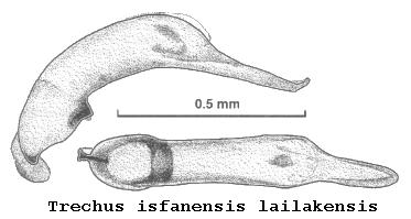 trechus_lailakensis.jpg