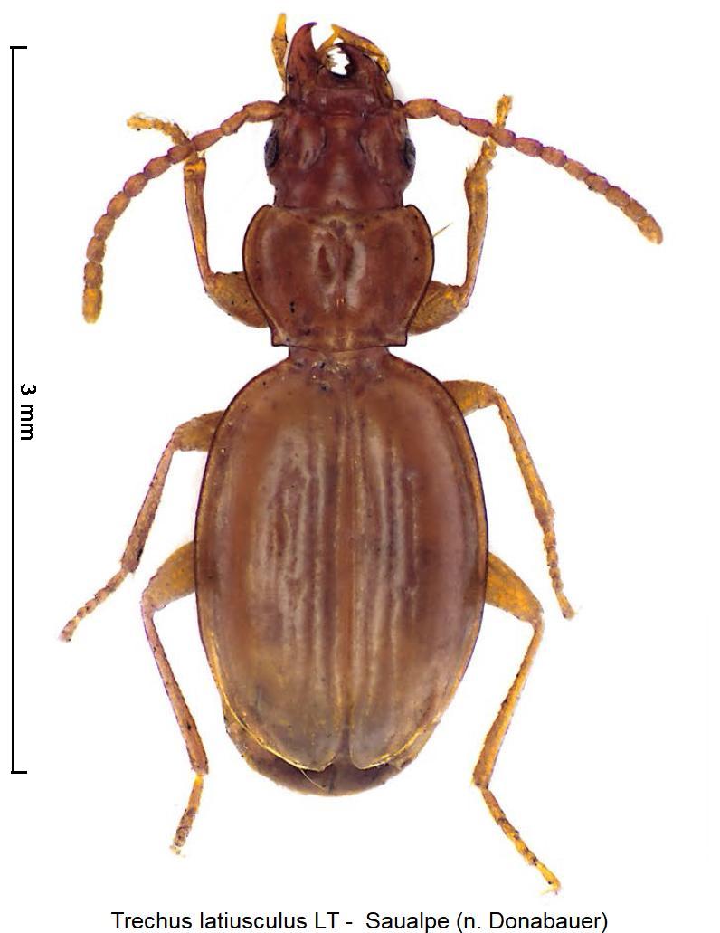 trechus_latiusculus_hab2.jpg