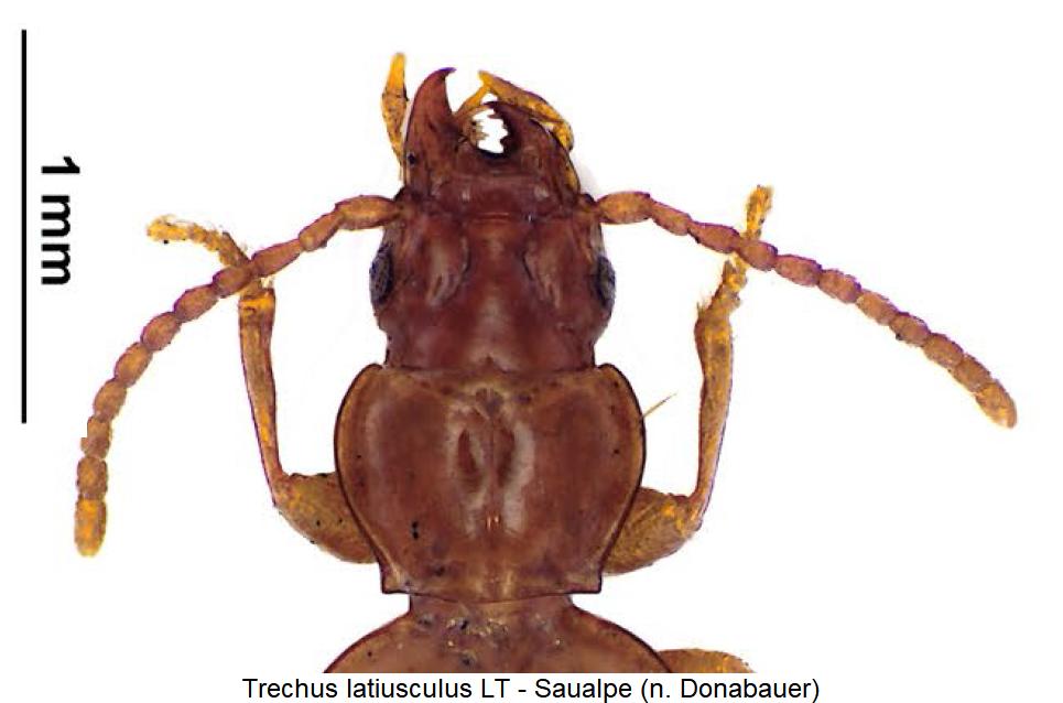 trechus_latiusculus_vk.jpg