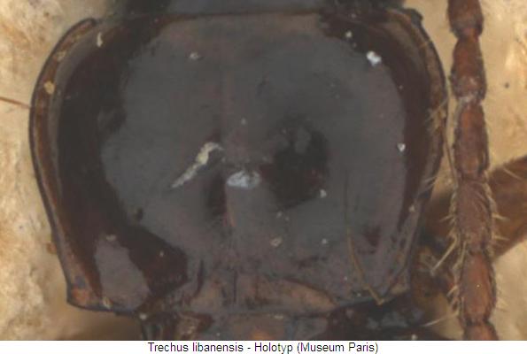 trechus_libanensis_hsch.jpg