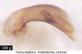 trechus_liopleurus.jpg
