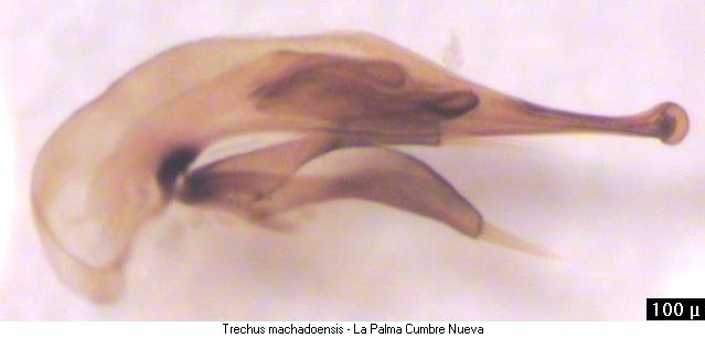trechus_machadoensis.jpg