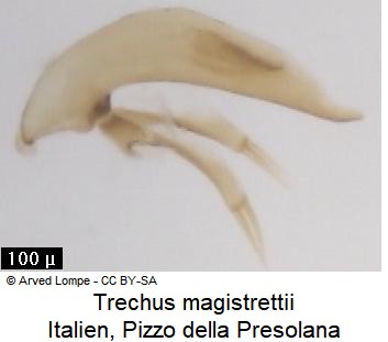trechus_magistrettii.jpg