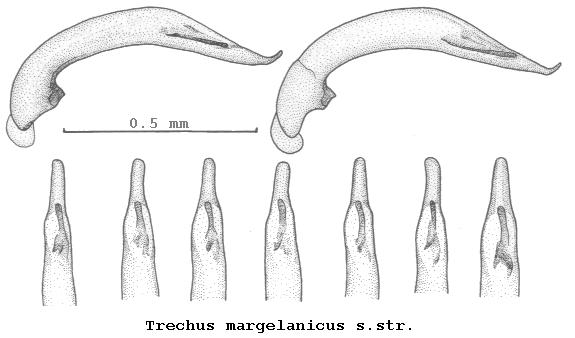 trechus_margelanicus.jpg