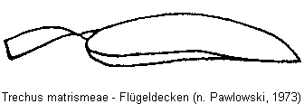 trechus_matrismeae_fld.gif