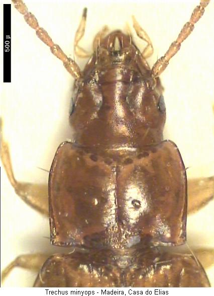 trechus_minyops_hsch.jpg