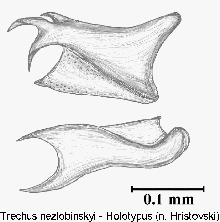 trechus_nezlobinskyi_pc.gif