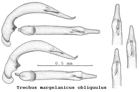 trechus_obliquulus.jpg
