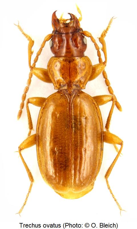 trechus_ovatus_hab.jpg