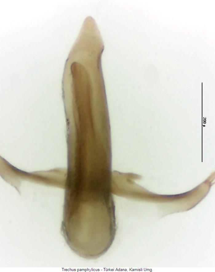 trechus_pamphylicus_as2.jpg