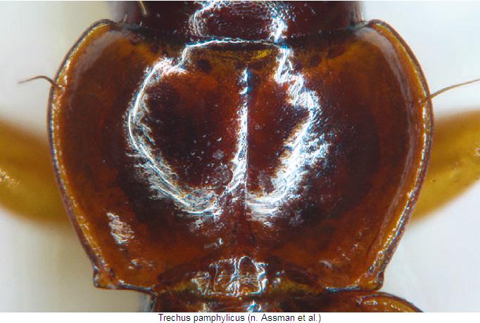 trechus_pamphylicus_hsch.jpg