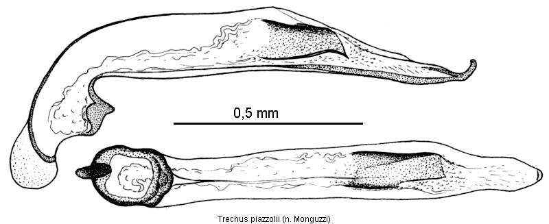 trechus_piazzolii3.jpg