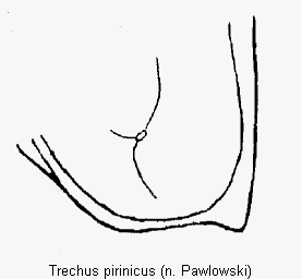 trechus_pirinicus_fld2.gif
