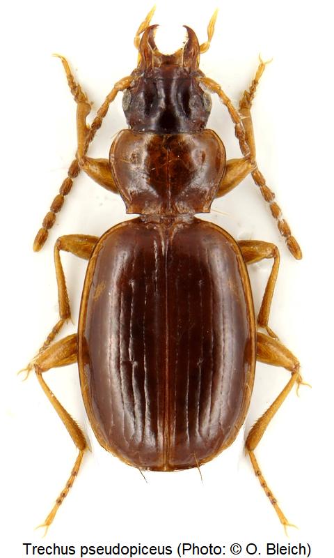 trechus_pseudopiceus_hab.jpg