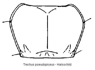 trechus_pseudopiceus_hsch.jpg