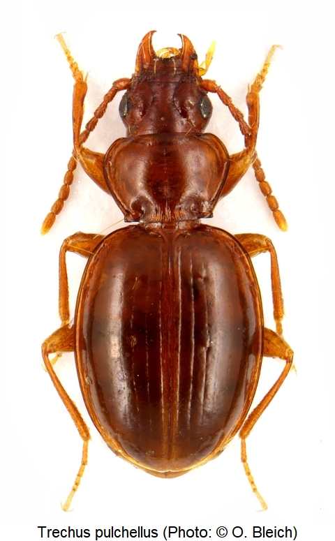 trechus_pulchellus_hab1.jpg