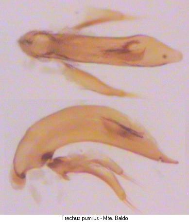 trechus_pumilus.jpg