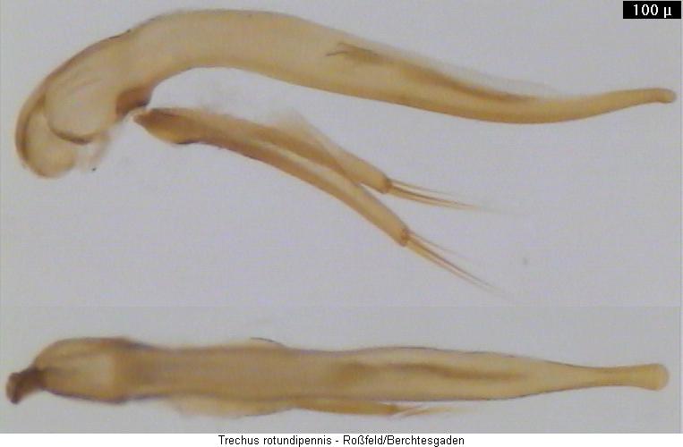 trechus_rotundipennis.jpg