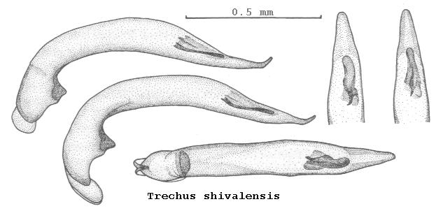 trechus_shivalensis.jpg