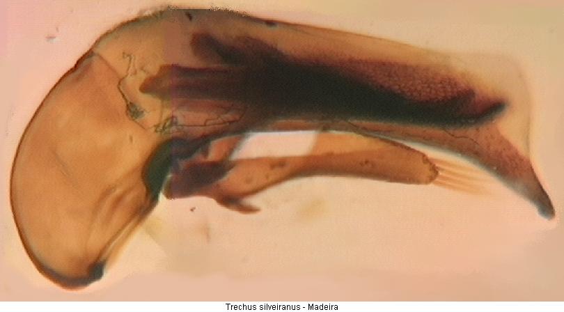 trechus_silveiranus.jpg