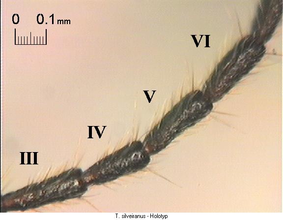 trechus_silveiranus_flr.jpg