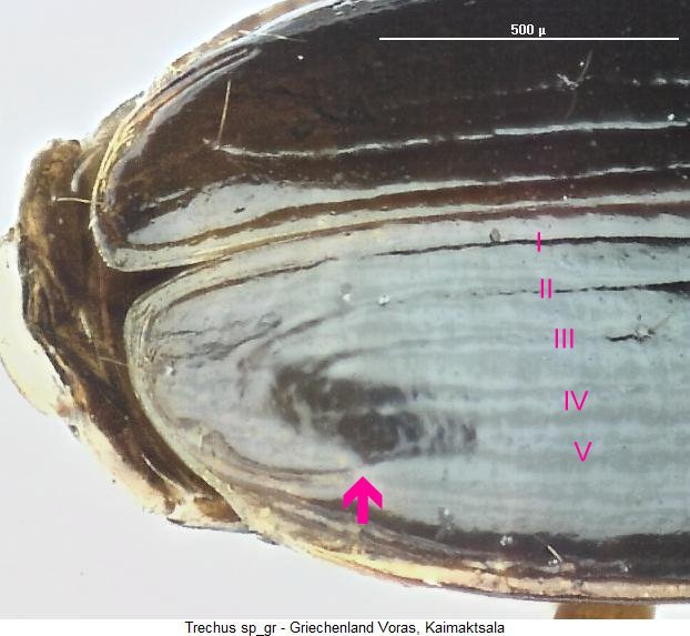 trechus_sp_gr_fld.jpg