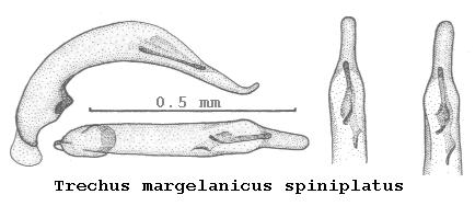 trechus_spiniplatus.jpg