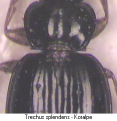 trechus_splendens_fld.jpg