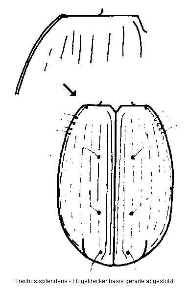 trechus_splendens_schulter.gif