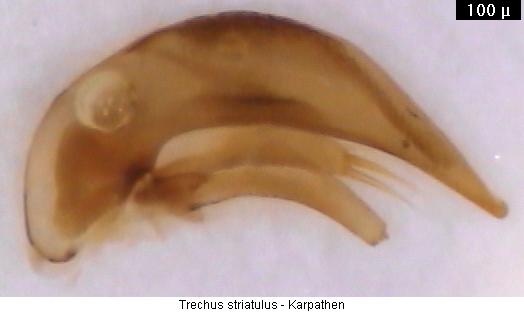 trechus_striatulus.jpg