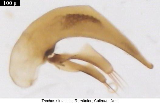 trechus_striatulus2.jpg