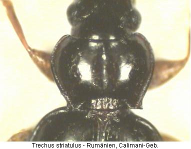 trechus_striatulus_hsch_r.jpg