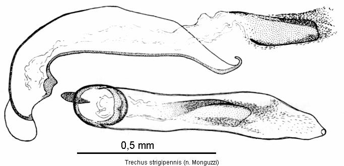 trechus_strigipennis.jpg